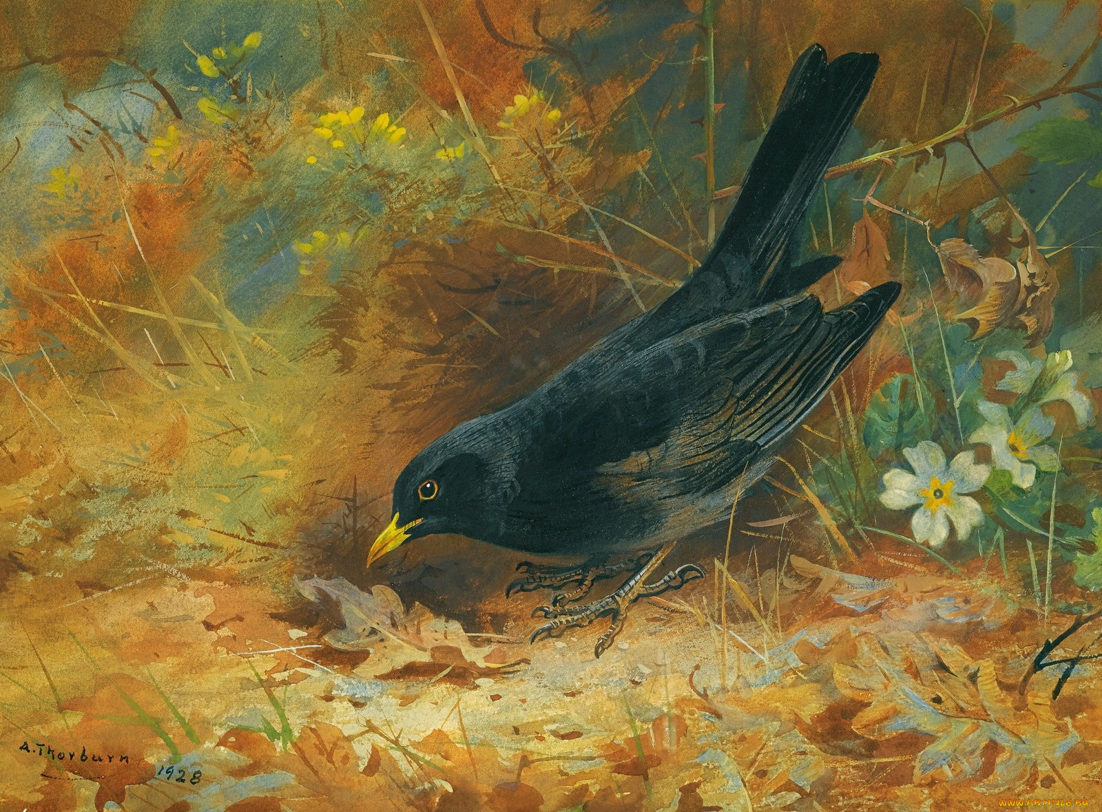 , archibald, thorburn